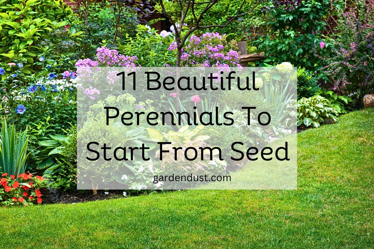 Beautiful Perennials To Start From Seed Garden Dust