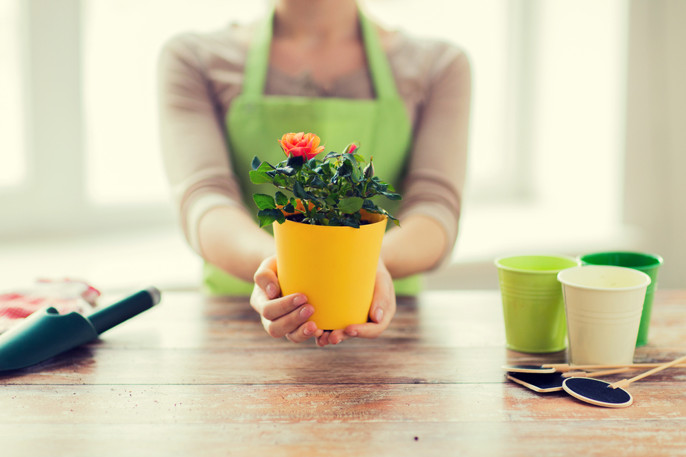 planting roses