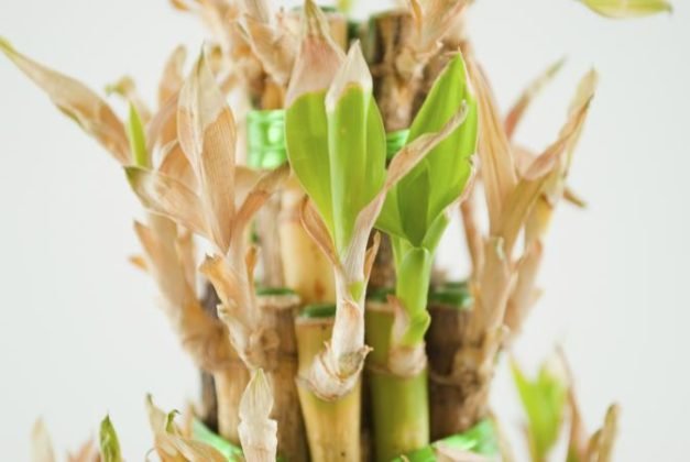 How To Revive A Dying Lucky Bamboo Plant Using Simple 4 Steps Garden Dust