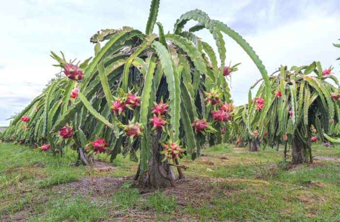 Everything about Dragon Fruit Plant | Step by Step ...