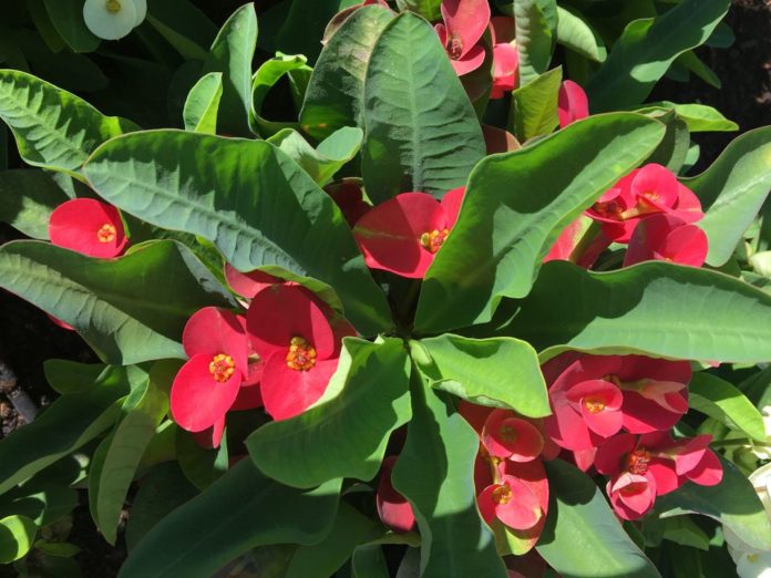 Crown Of Thorns Euphorbia Growing tips and care