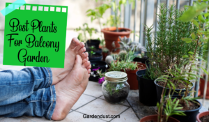 10 Best Plants For Balcony Garden in India