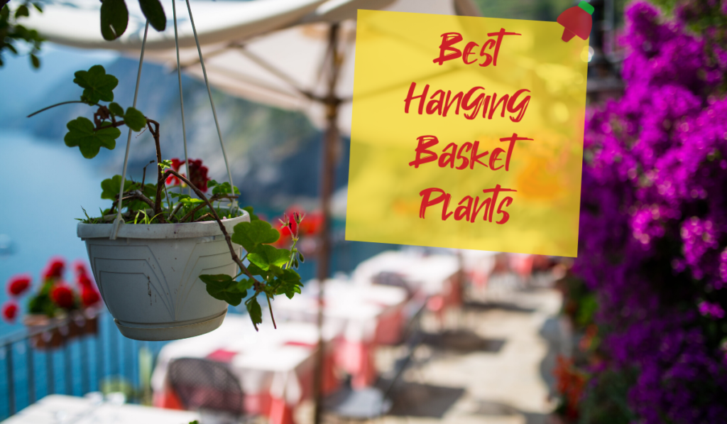 Best Hanging Basket Plants