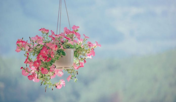 Best Hanging Basket Plants