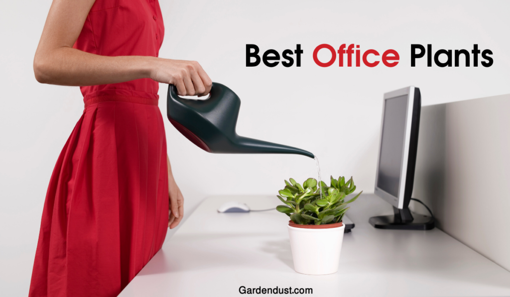 Best Office Plants