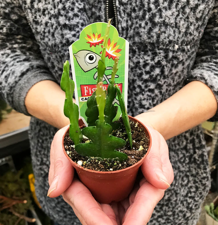 Fishbone Cactus plant