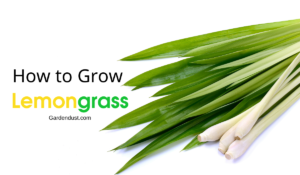 How to Grow Lemongrass
