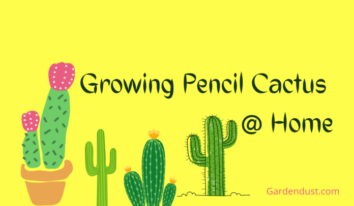 how to Grow and care for Pencil Cactus