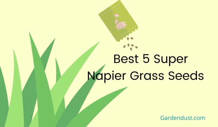 best 5 super Napier grass seeds online in India in 2021