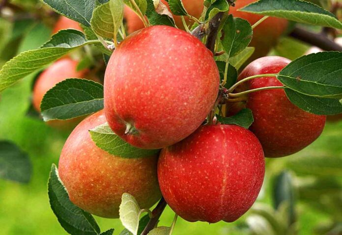 How to Plant and Care for an Apple Tree