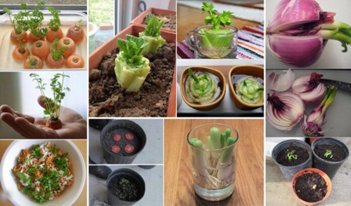 14_vegetables_that_you_can_eat_once_and_regrow_forever.jpg