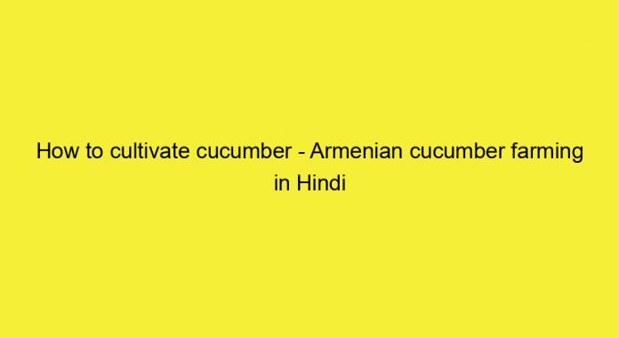 How to cultivate cucumber - Armenian cucumber farming in Hindi