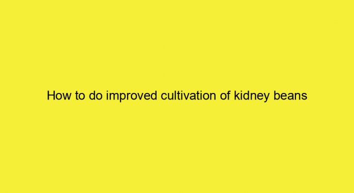 How to do improved cultivation of kidney beans