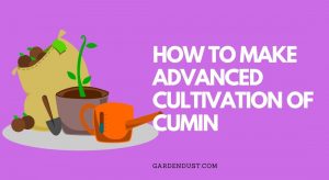 How to make advanced cultivation of cumin
