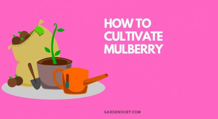 Gardendust.com (9)
