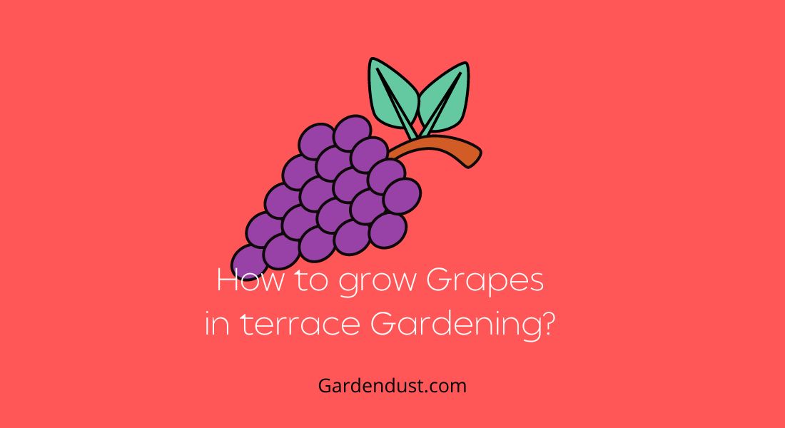 How to Grow Grapes in Terrace Gardening