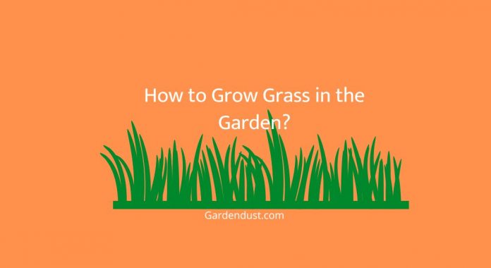 How to Grow Grass in the Garden?