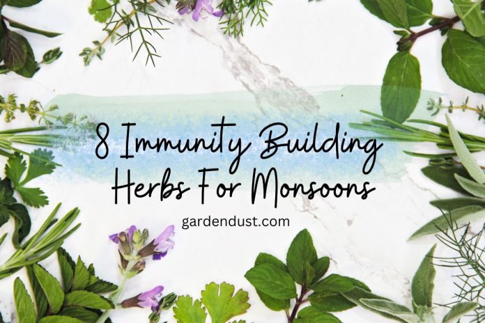 4 Immunity Building Herbs For Monsoons (1)
