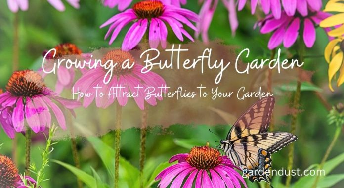 Growing a Butterfly Garden