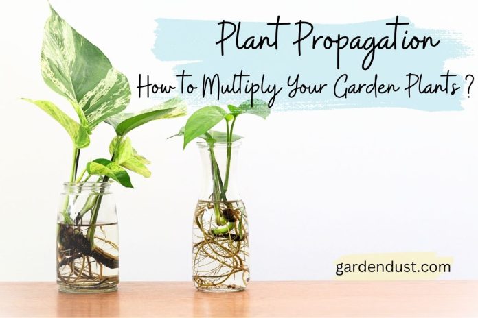 Plant Propagation How to Multiply Your Garden Plants