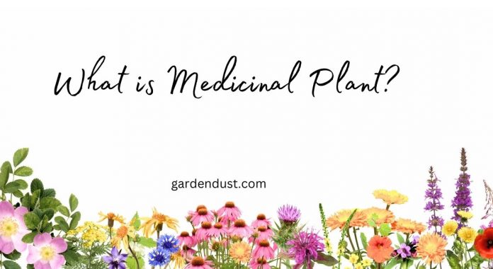 What is Medicinal Plant