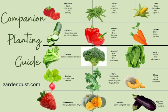 · Tomatoes - basil, marigold, onion, parsley