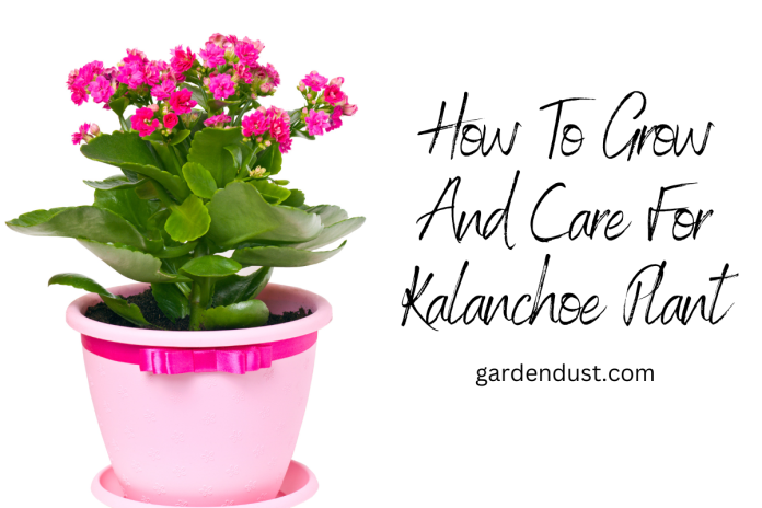 How To Grow And Care For Syngonium (3)