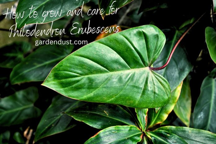 How to grow and care for Sqaush (1)