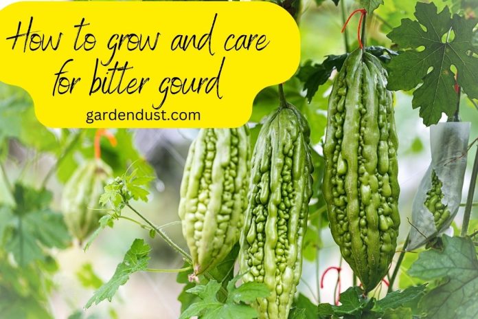 bitter gourd in container