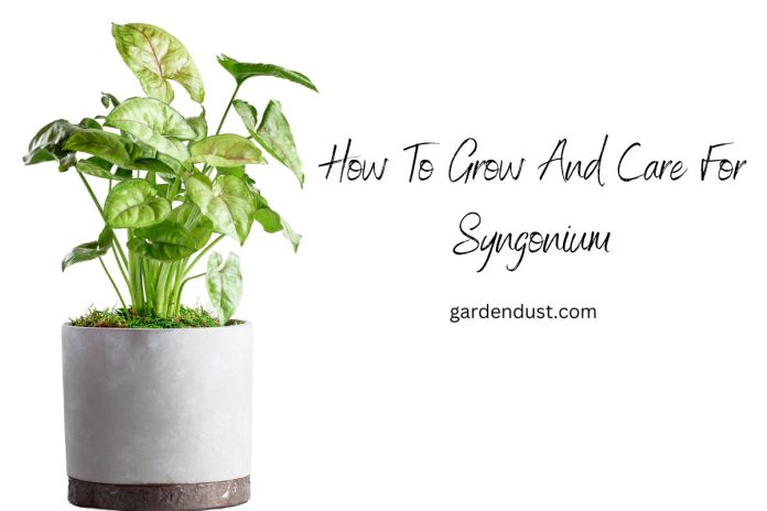 How To Grow And Care For Syngonium