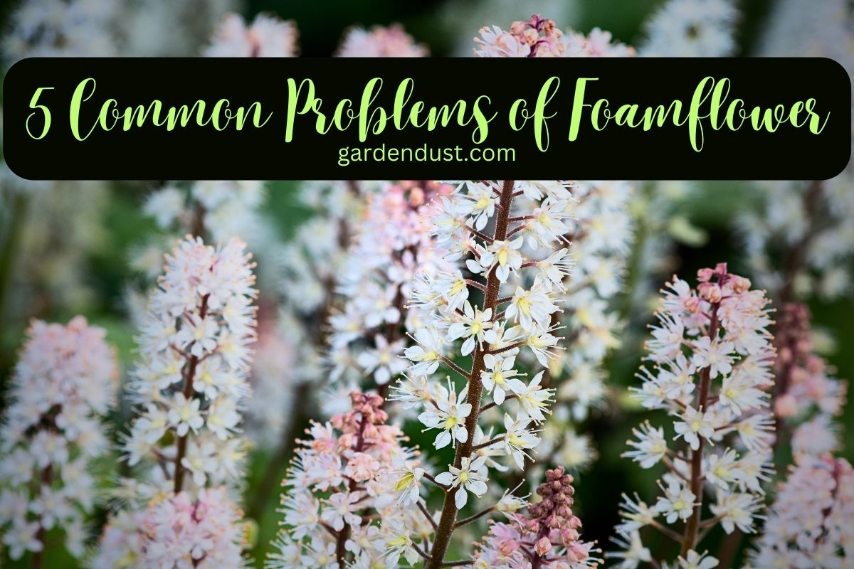 5 Common Problems When Growing Foamflower and How to Solve Them Archives Garden Dust