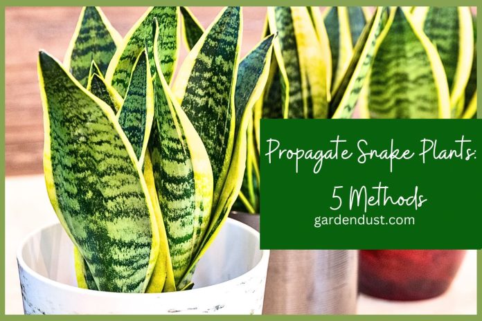 How To Grow And Care For Asparagus (3)