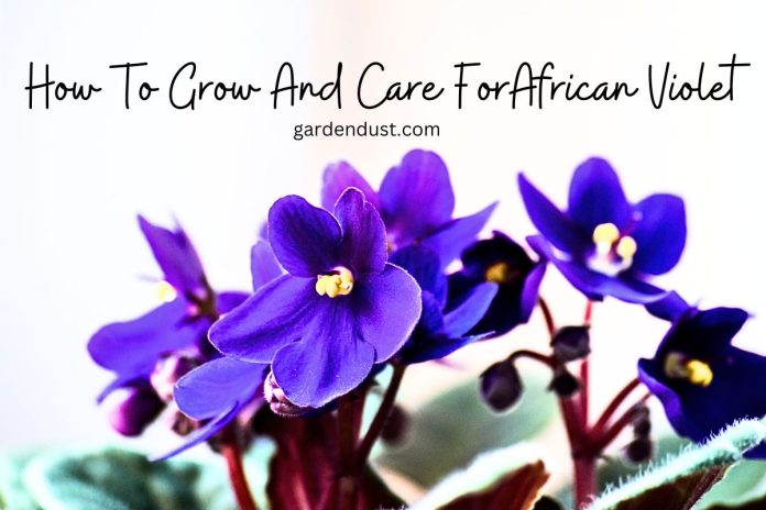 How To Grow And Care For Zinnia (1)