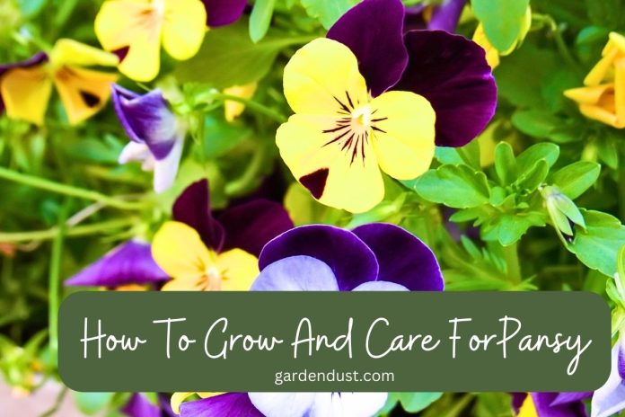 How To Grow And Care For Zinnia (2)
