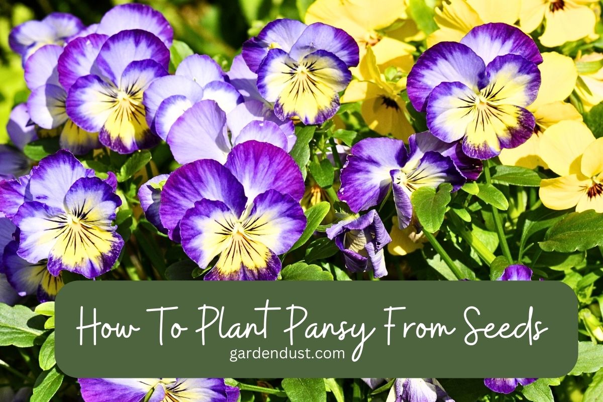 How To Plant Pansy From Seeds Garden Dust