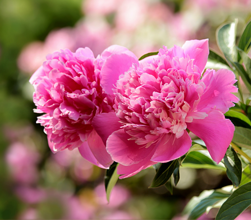 Peony