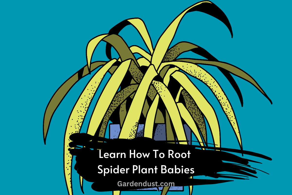 propagating-spiderettes-how-to-root-spider-plant-babies-garden-dust