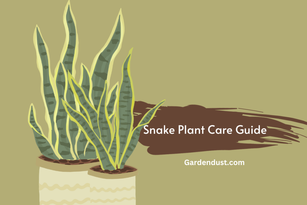 Snake Plant Care Guide for Beginners