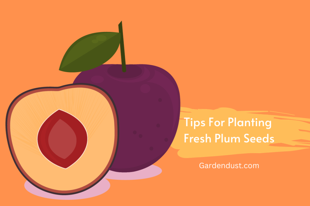 Tips for Planting Fresh Plum Seeds