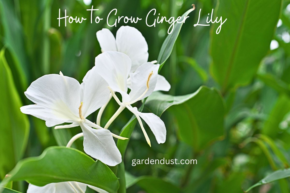 How to Grow Ginger Lily Garden Dust
