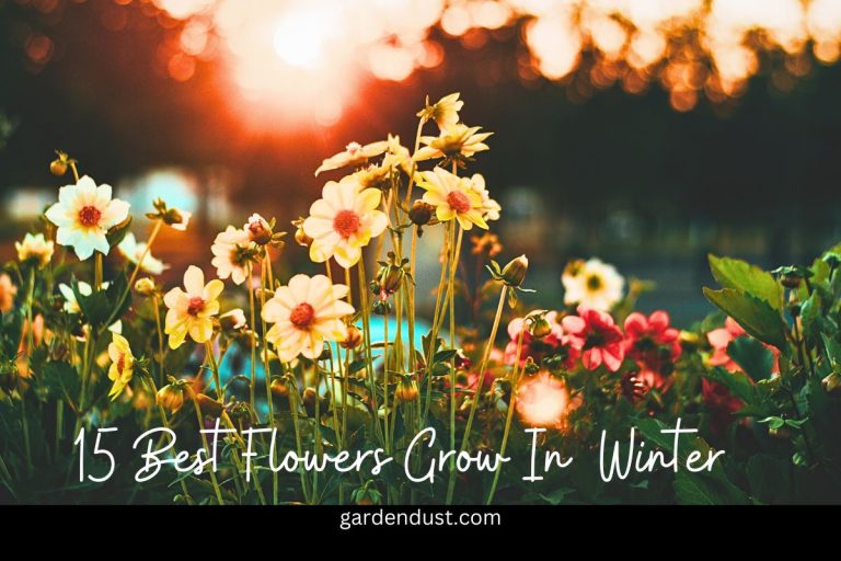 15 Best Flowers You Can Plant During the Winter Garden Dust