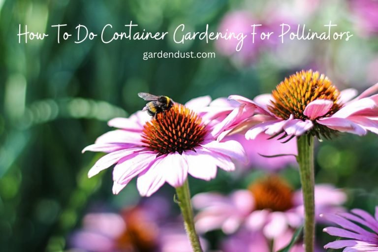 How To Do Container Gardening For Pollinators - Garden Dust