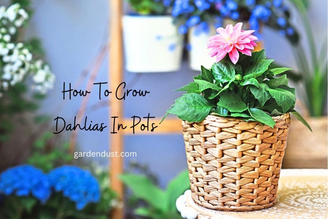 How To Grow Dahlias In Pots Garden Dust