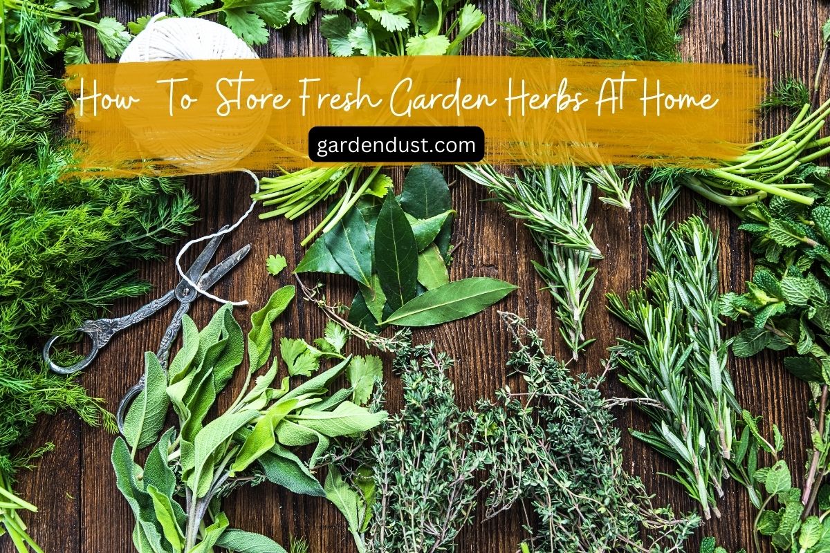 How To Store Fresh Garden Herbs At Home Garden Dust
