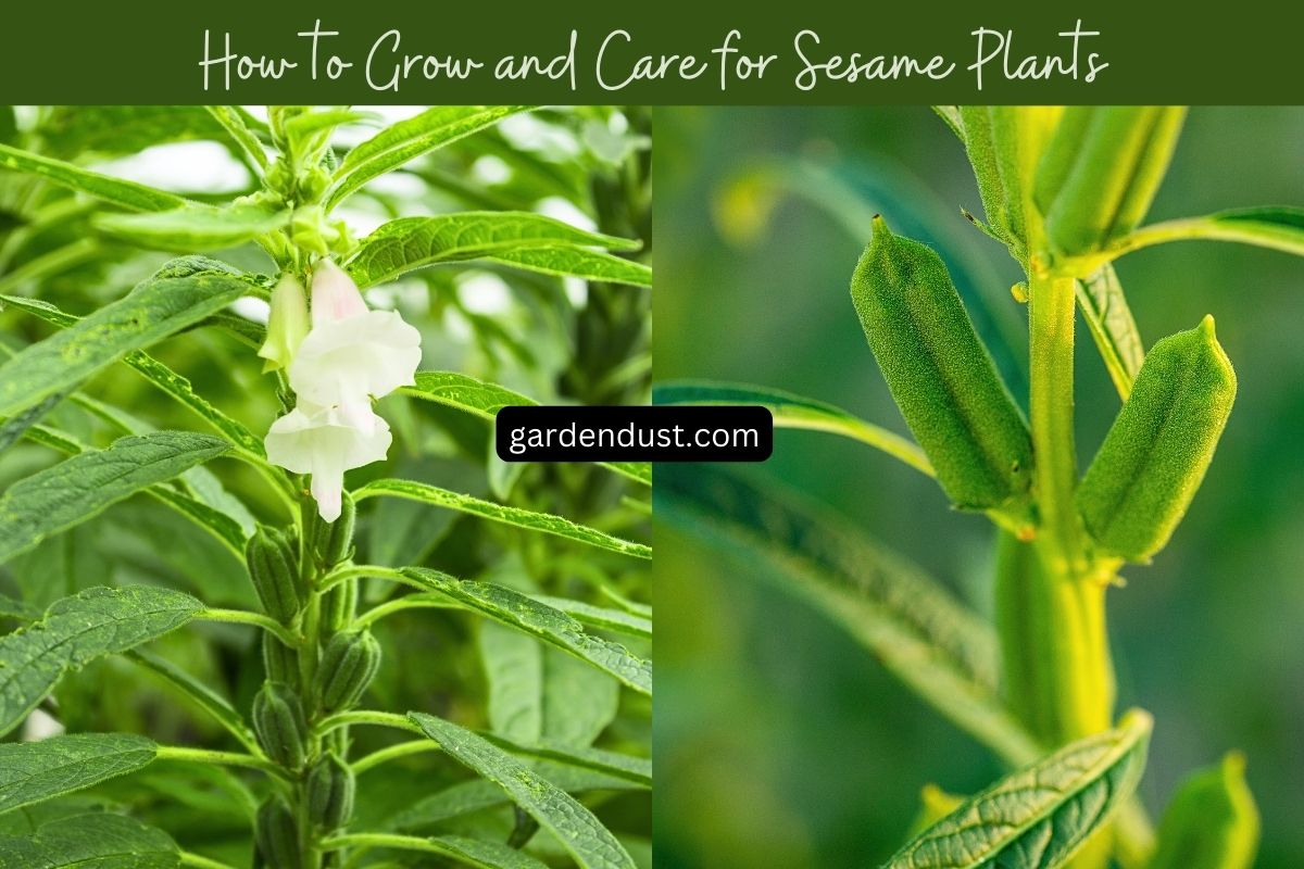 How to Grow and Care for Sesame Plants Garden Dust
