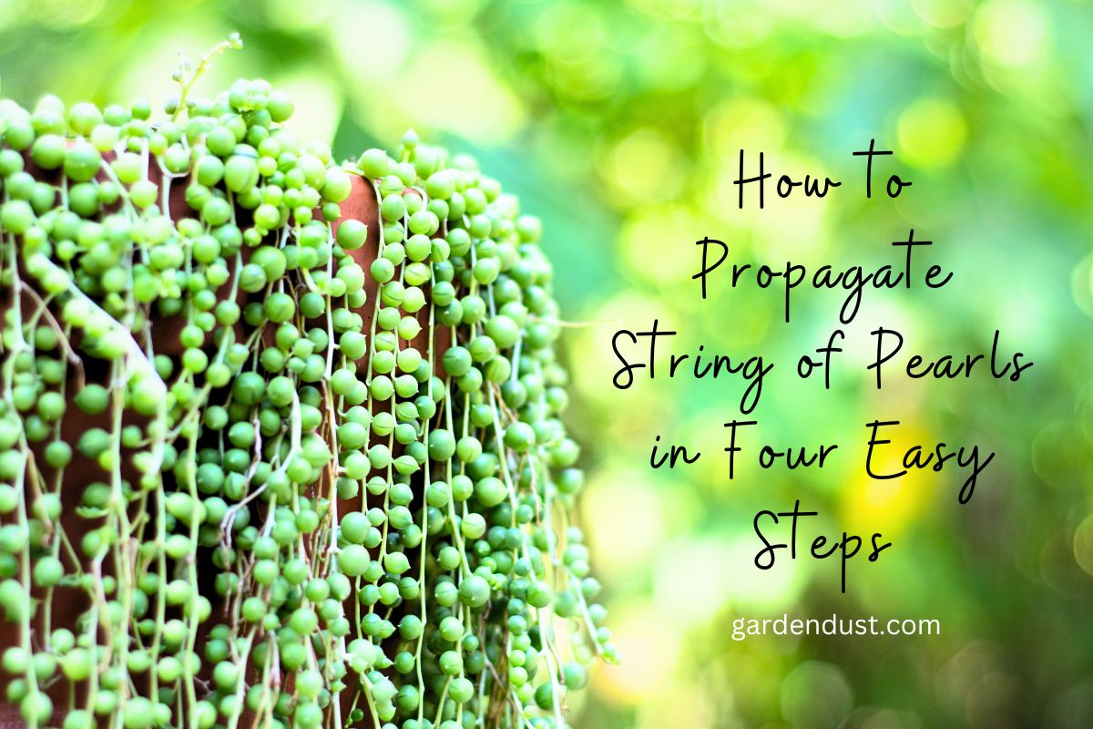 How to Propagate String of Pearls in Four Easy Steps Garden Dust