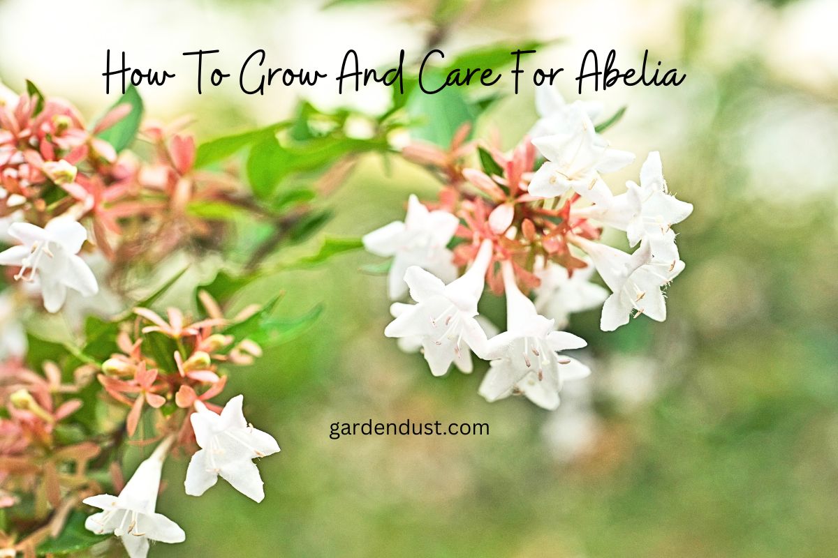 How To Grow And Care For Abelia - Garden Dust