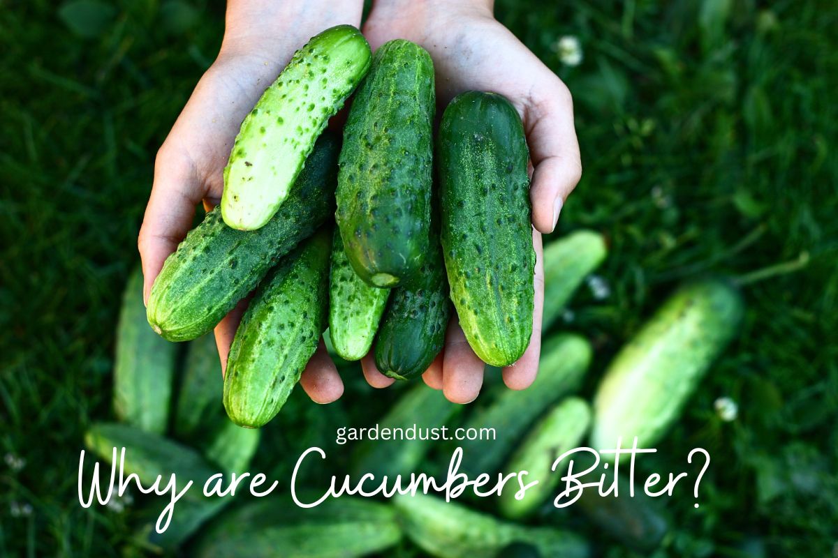 Why are Cucumbers Bitter? Garden Dust