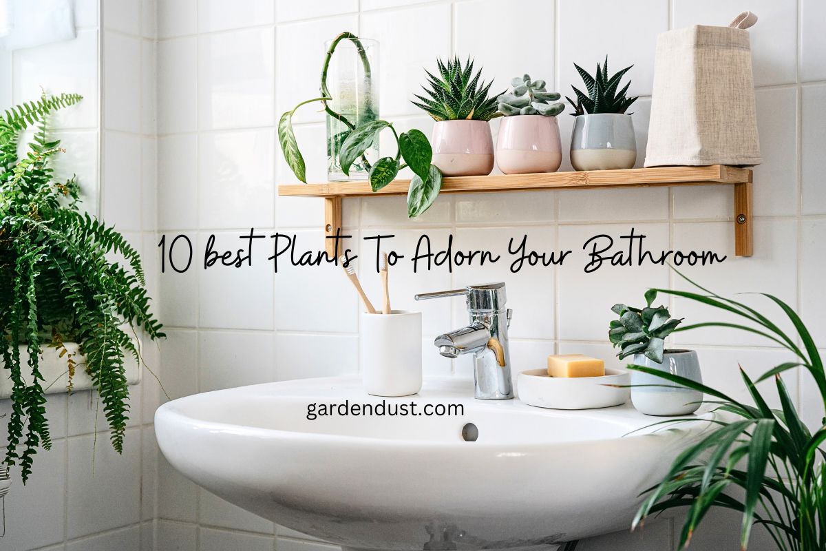 10 Best Plants To Adorn Your Bathroom - Garden Dust