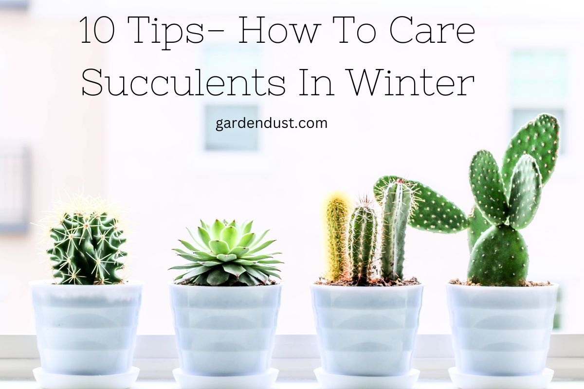 10 Tips How To Care Succulents In Winter Garden Dust 0706